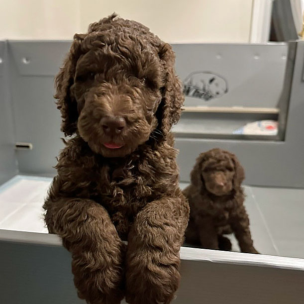 Chiot-adoption