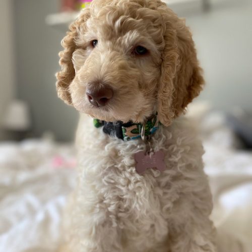 Bailey-bebe