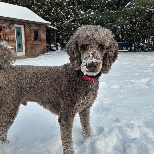 Blake-neige
