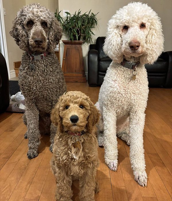 Trois-chiens-1